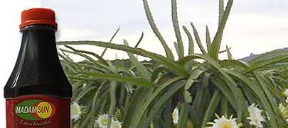 Bragon fruit products