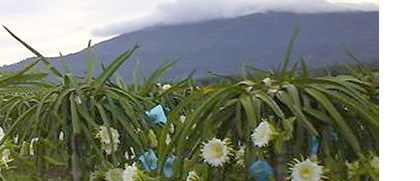 dragon fruit farm