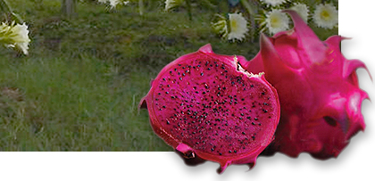 Dragon fruit